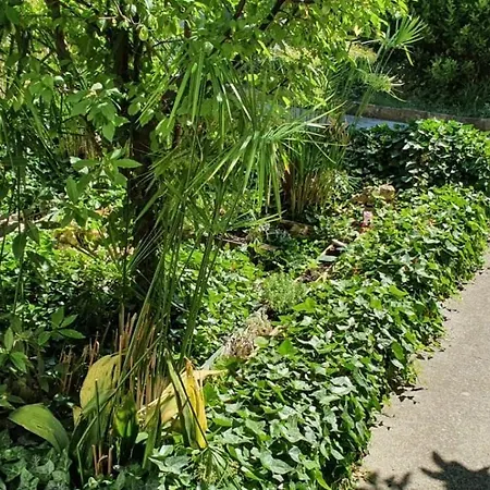 Roki & Diva (adults Only) 2*